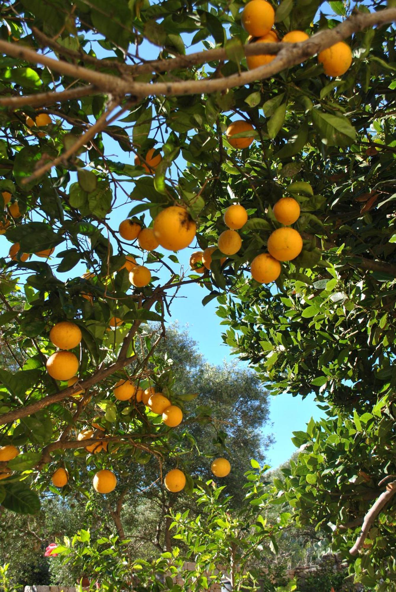 Il Giardino Di Tatiana Rooms & Breakfast La Maddalena  Cameră foto